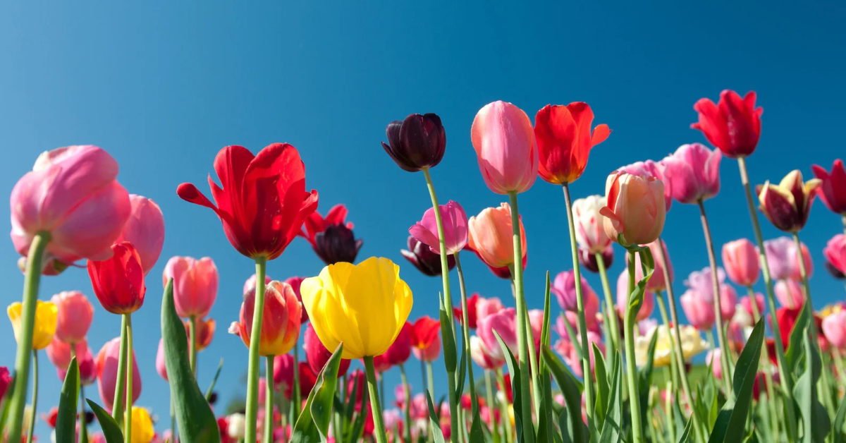 Tulips blossoming